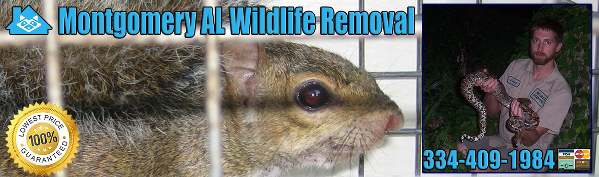 Montgomery Wildlife and Animal Removal